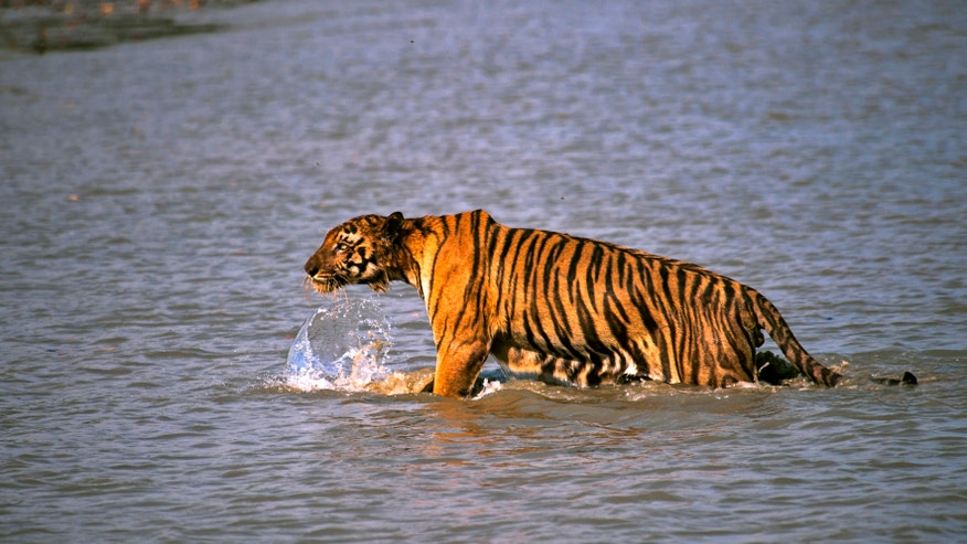 India Tigers Attack_Leff.jpg